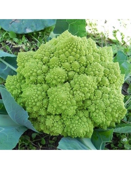 Brocoli Romanesco