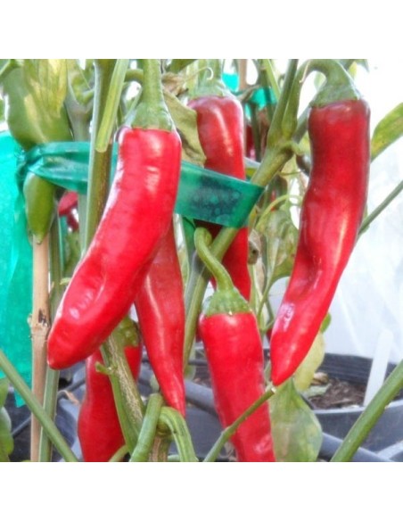 Piment Sucette de Provence