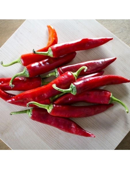Piment Sucette de Provence