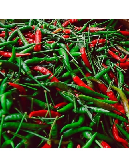 Piment De Thailande (Piment Oiseau)