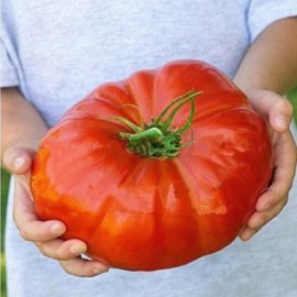 Graine de tomate ancienne et rare pour le potager - enGraineToi.com