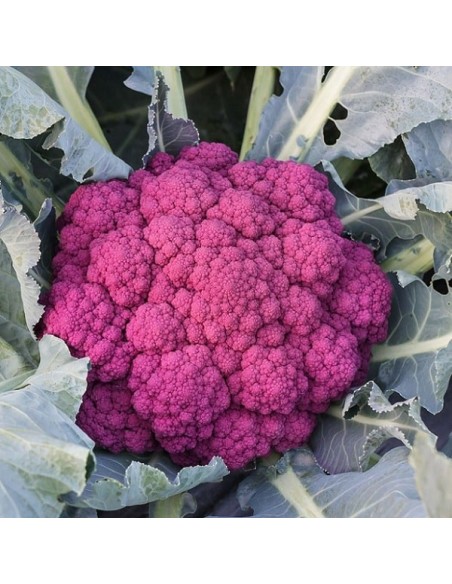 Chou-fleur Di Sicilia Violetto