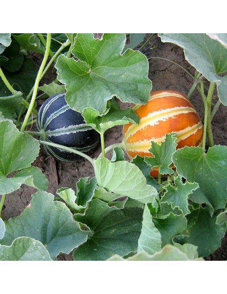 Melon Kajari