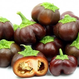 Graines Poivron 'mini Chocolate Bell'