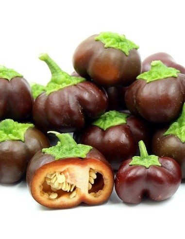 Graines Poivron 'mini Chocolate Bell'