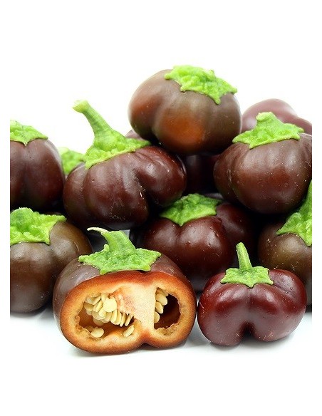 Graines Poivron 'mini Chocolate Bell'