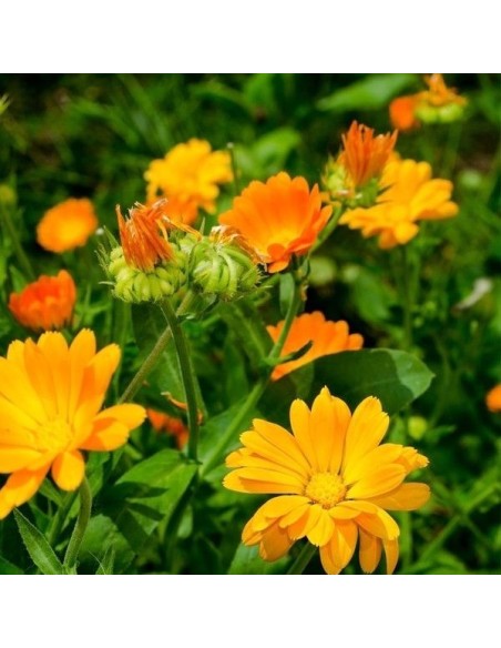 Calendula officinalis Pacific Beauty Mix (Souci)