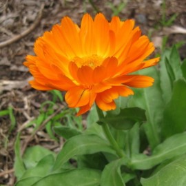 Calendula officinalis Pacific Beauty Mix (Souci)