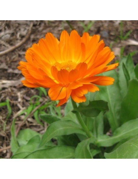 Calendula officinalis Pacific Beauty Mix (Souci)