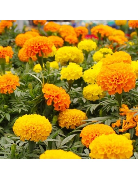 Tagetes erecta Crackerjack  (Rose d'Inde)