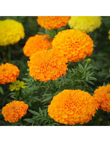 Tagetes erecta Crackerjack  (Rose d'Inde)
