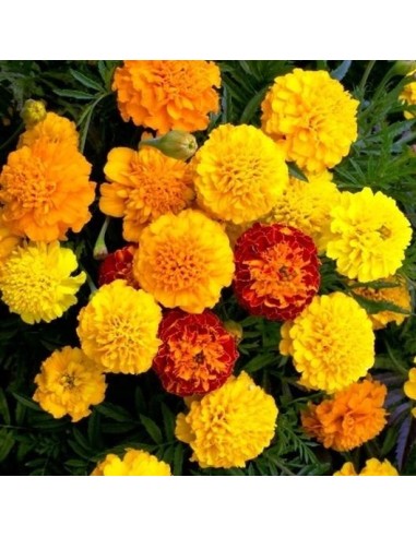 Tagetes patula Petite MIX  (Oeillet d'Inde)
