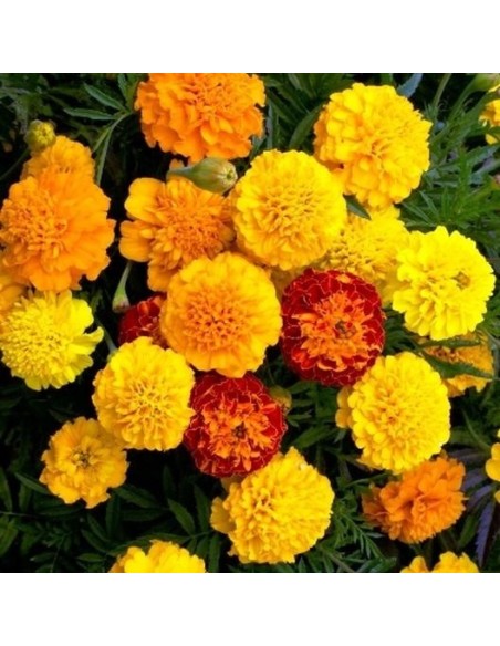 Tagetes patula Petite MIX  (Oeillet d'Inde)