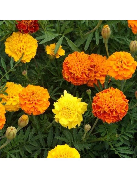 Tagetes patula Petite MIX  (Oeillet d'Inde)