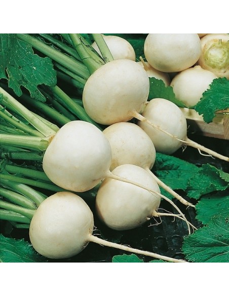 Navet Snowball