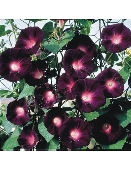 Ipomea Kniola's Black (Ipomée noire)