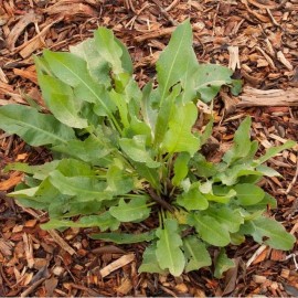 Epinard perpétuel (Oseille épinard)