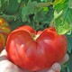 Tomate Mortgage Lifter (tomate ancienne)