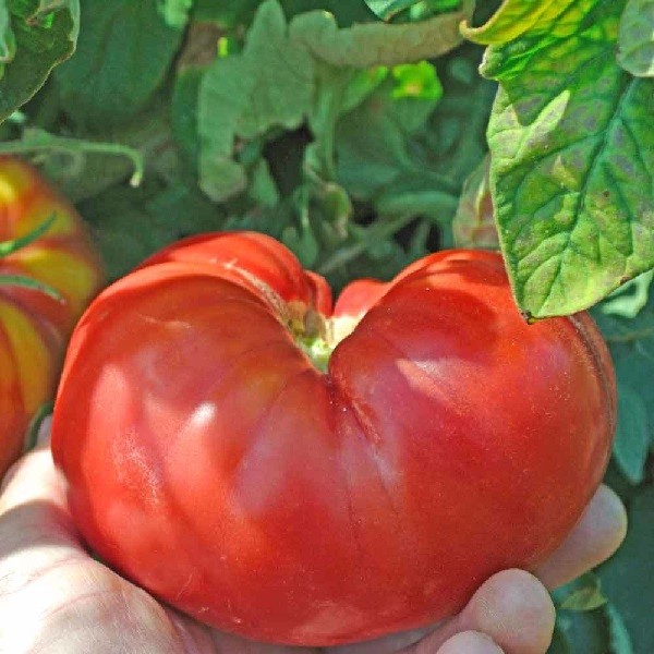 Lot de 20 graines de tomate " Rose de Berne " année 2019