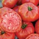 Tomate Mortgage Lifter (tomate ancienne)