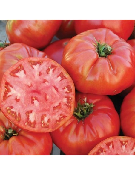 Tomate Mortgage Lifter (tomate ancienne)