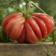 Tomate Zapotec Pleated (tomate ancienne)