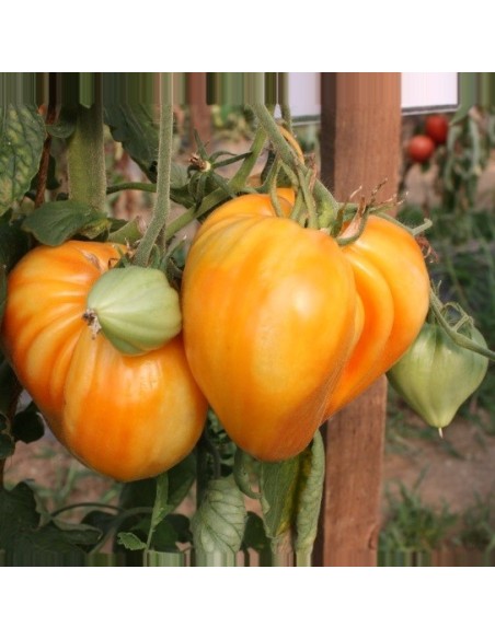 Tomate Coeur de boeuf orange (tomate ancienne)