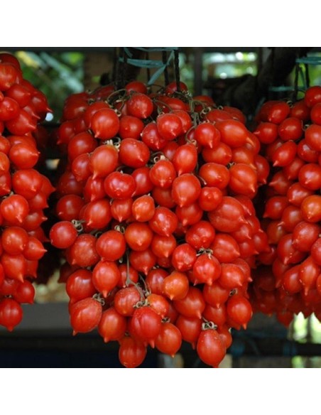 Tomate Principe Borghese (tomate cerise)