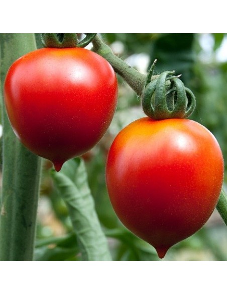 Tomate Principe Borghese (tomate cerise)