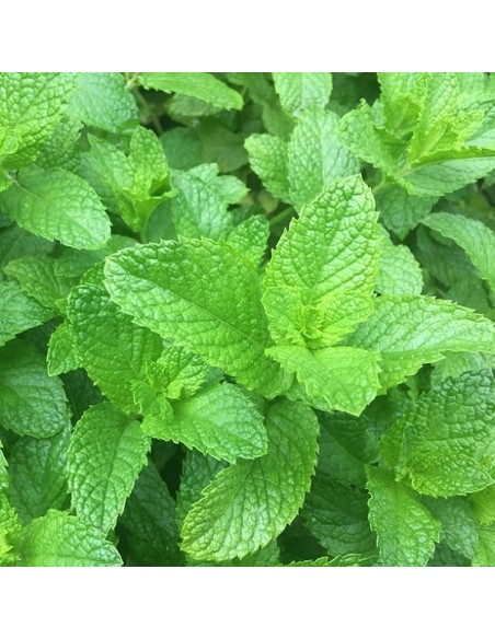 Menthe Verte