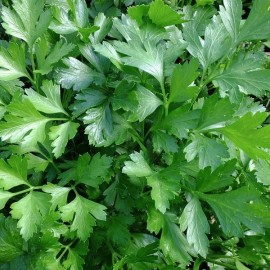 Persil Géant d'Italie (Persil plat)