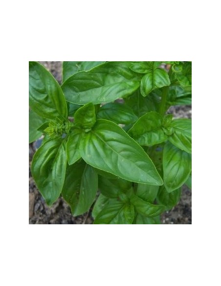 Ocimum basilicum ( Basicil Grand vert)