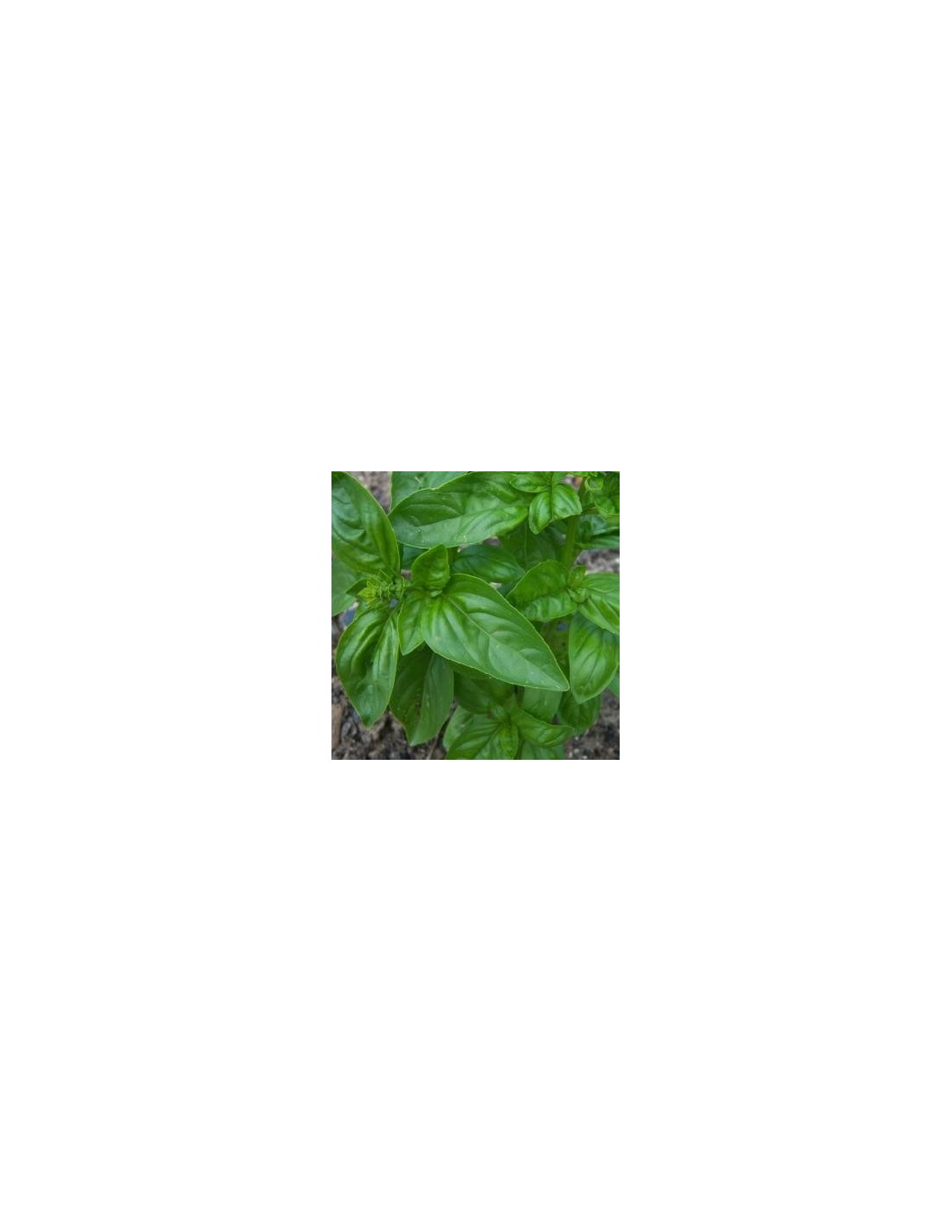 200 Graines De Basilic Grand Vert (Ocimum Basilicum) - Basilic Doux Genovese, Pour Jardin, Potager, Cuisine