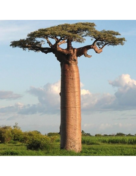 Adansonia digitata (Boabab africain)