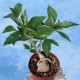 Adansonia digitata (Boabab africain)