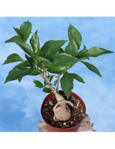Adansonia digitata (Boabab africain)