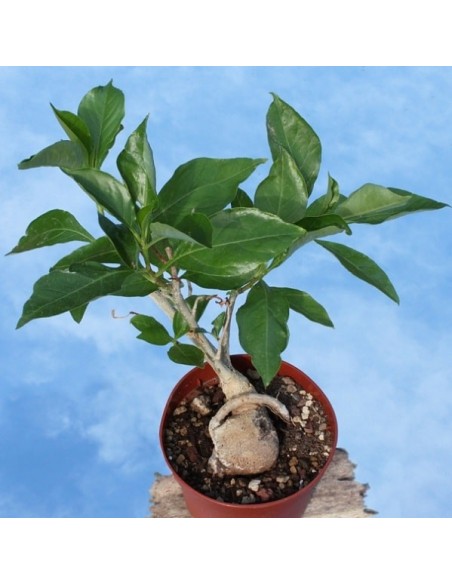 Adansonia digitata (Boabab africain)