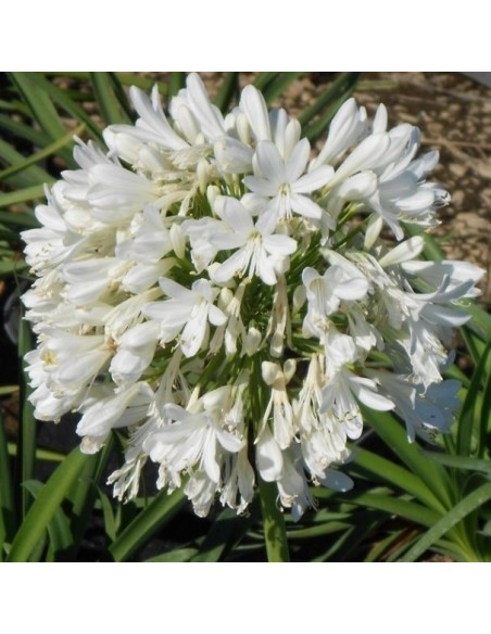 Agapanthus White Giant (Agapanthe blanche)