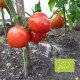 Tomate Téton de Venus (tomate ancienne)