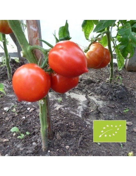 Tomate Téton de Venus (tomate ancienne)