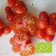 Graines Tomate 'Voyageur'