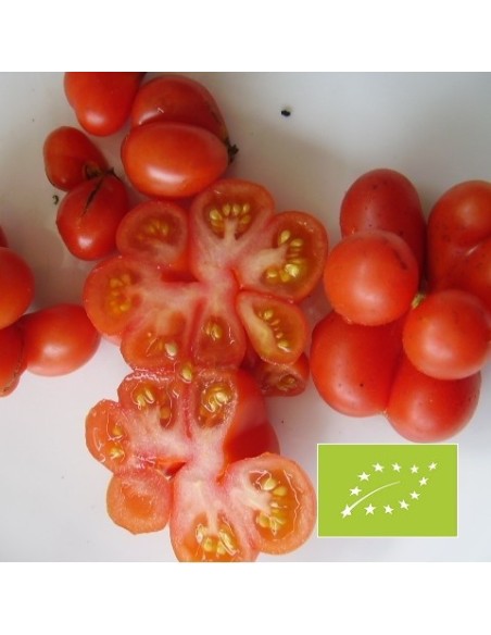 Graines Tomate 'Voyageur'