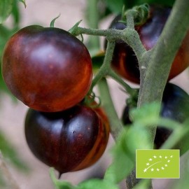 Tomate Indigo Blue Beauty BIO (Tomate bleue)