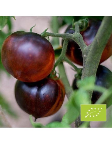 Tomate Indigo Blue Beauty BIO (Tomate bleue)
