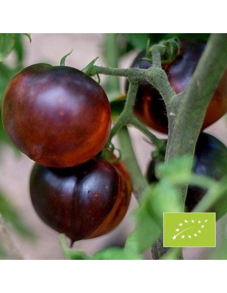 Tomate Indigo Blue Beauty BIO (Tomate bleue)