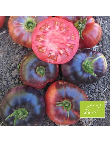 Tomate Indigo Blue Beauty BIO (Tomate bleue)