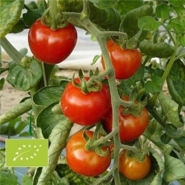 Tomate Miel du Mexique BIO (tomate cerise)