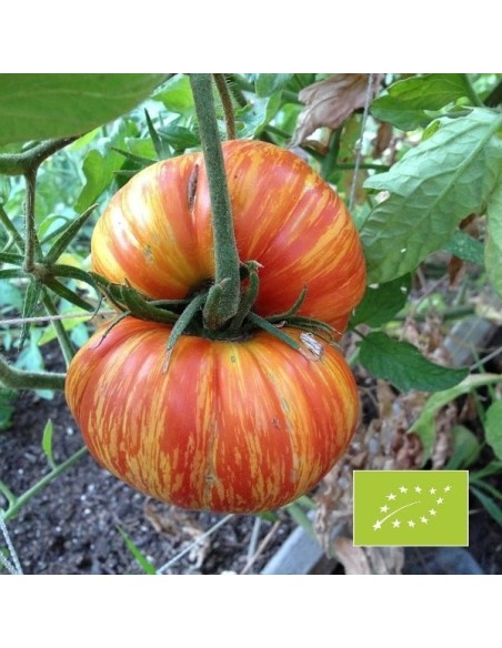 Tomate Copia BIO