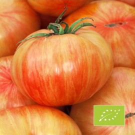 Tomate Copia BIO
