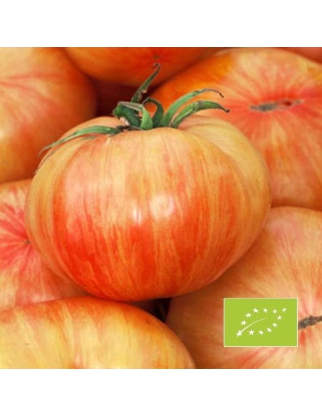 Tomate Copia BIO